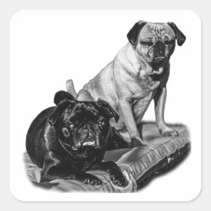 Pegatina Cuadrada Pugs Realistas, Pop Sombreado