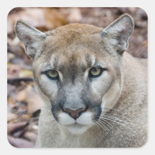Pegatina Cuadrada Puma, león de montaña, pantera de la Florida, pu