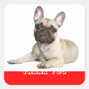 Pegatina Cuadrada Puppy de Bulldog Francés Gracias Sticker