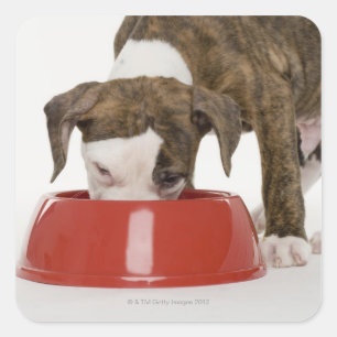 Pegatina Cuadrada Puppy pitbull comiendo de plato