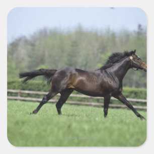 Pegatina Cuadrada Pura sangre del caballo, Wassl 1988,