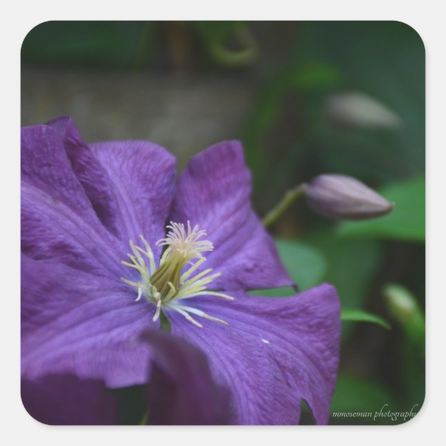 Pegatina Cuadrada Purple Clematis (Anverso)