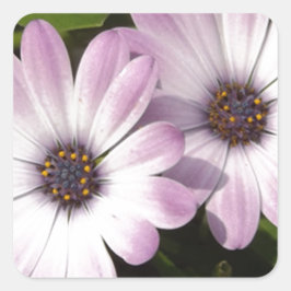 Pegatina Cuadrada Purple Daisies