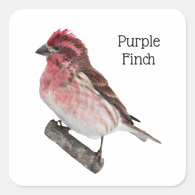Pegatina Cuadrada Purple Finch (Anverso)