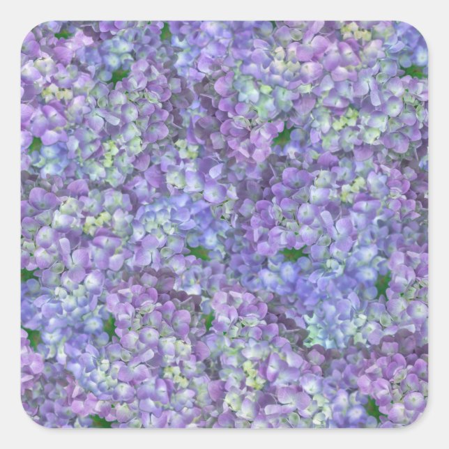 Pegatina Cuadrada Purple hydrangea flowers (Anverso)