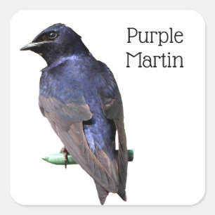 Pegatina Cuadrada Purple Martin