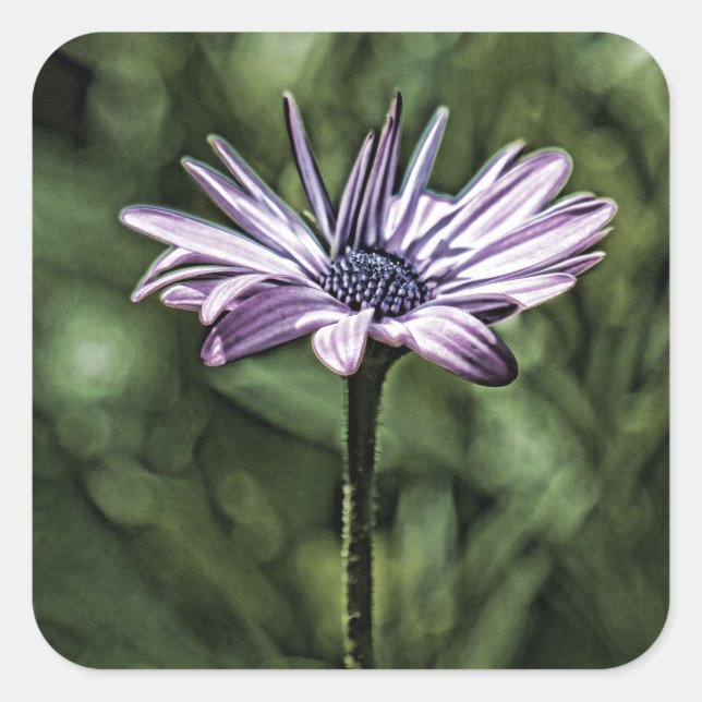 Pegatina Cuadrada Púrpura Flor sola (Anverso)