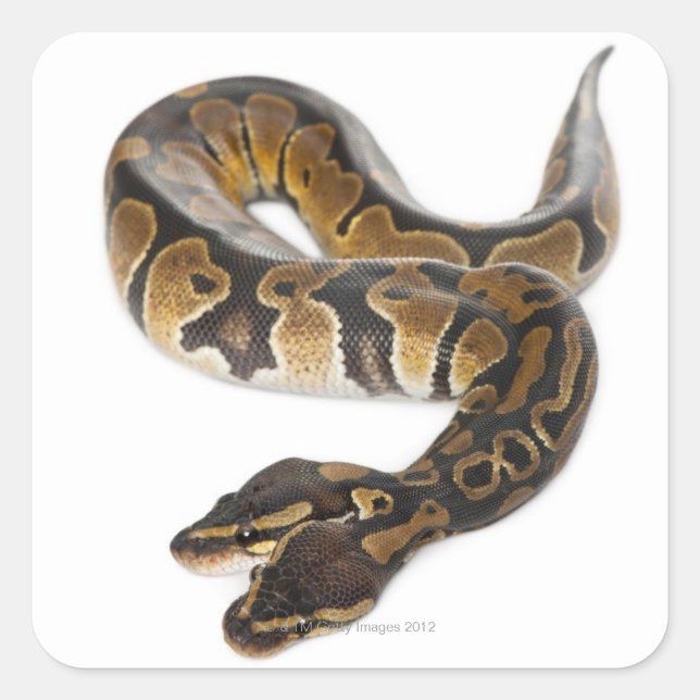 Pegatina Cuadrada Python Royal o Ball Python de dos cabezas (Anverso)