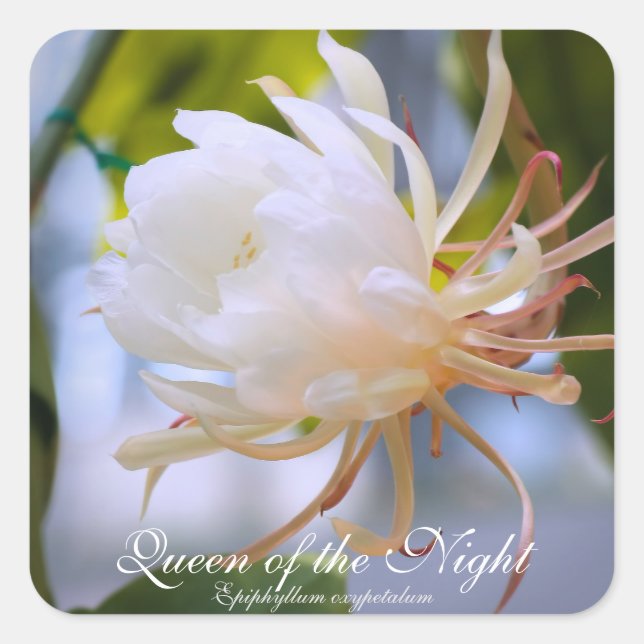 Pegatina Cuadrada Queen of the Night：Square Seal (Anverso)