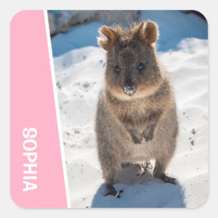 Pegatina Cuadrada Quokka Animal Cute en la Playa Australia Rosa