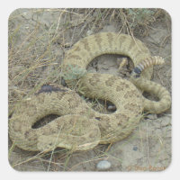 R20 Prairie Rattlesnake Herido