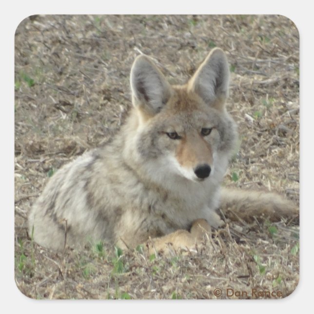 Pegatina Cuadrada R22 Coyote Acostado (Anverso)