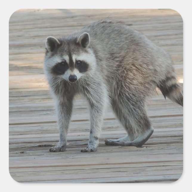 Pegatina Cuadrada Raccoon (Anverso)