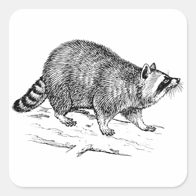 Pegatina Cuadrada Raccoon (Anverso)