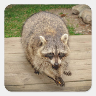 Pegatina Cuadrada Raccoon con un chip