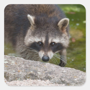 Pegatina Cuadrada Raccoon hace contacto directo con los ojos