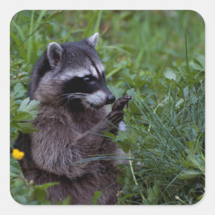 Pegatina Cuadrada ¡Raccoon Jugando!