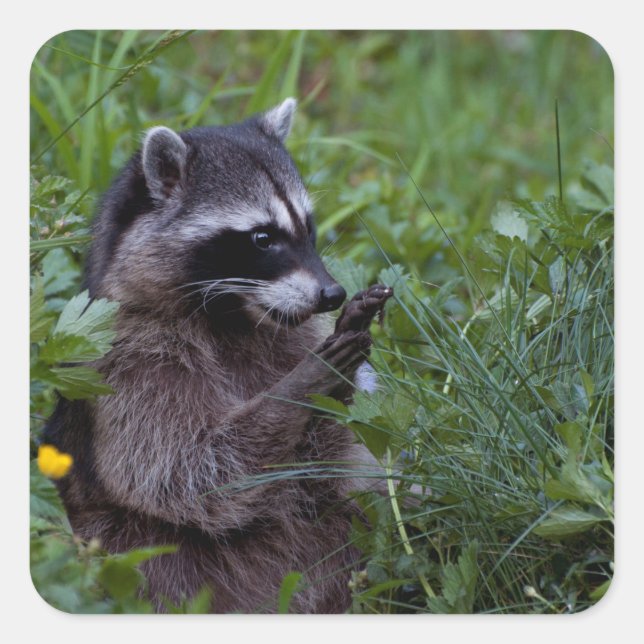 Pegatina Cuadrada ¡Raccoon Jugando! (Anverso)