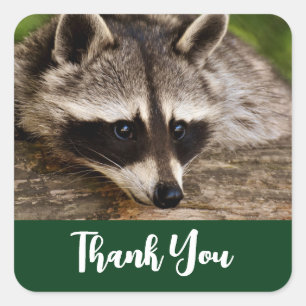 Pegatina Cuadrada Raccoon lindo en un registro Gracias