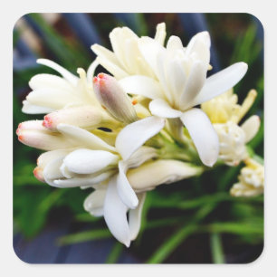 Pegatina Cuadrada Racimo hawaiano del Tuberose