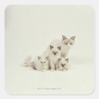 Ragdoll cat hembra con gatitos