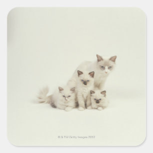 Pegatina Cuadrada Ragdoll cat hembra con gatitos