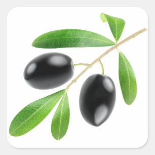Pegatina Cuadrada Rama con aceitunas negras