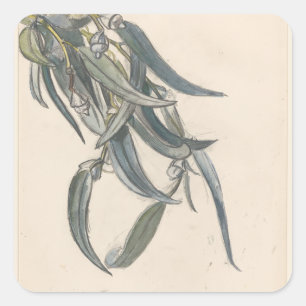 Pegatina Cuadrada Rama florecida de un eucalipto