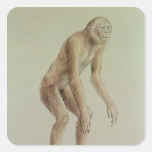 Pegatina Cuadrada Ramapithecus