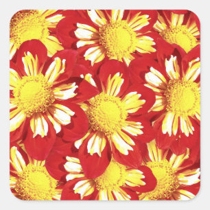 Pegatina Cuadrada Ramo de Dahlia - rojo y blanco con amarillo