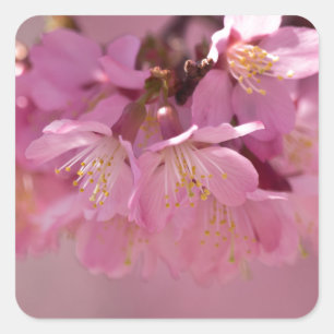 Pegatina Cuadrada Ramo delicado de flor de cerezo Sakura