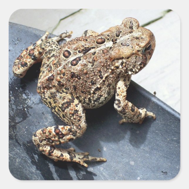 Pegatina Cuadrada Rana (Anverso)