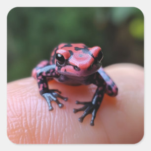 Pegatina Cuadrada Rana