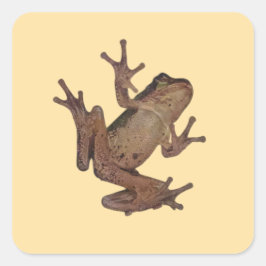 Pegatina Cuadrada rana
