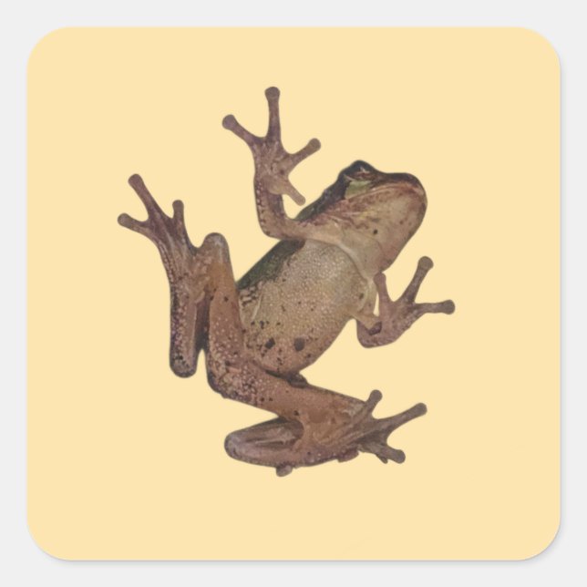 Pegatina Cuadrada rana (Anverso)