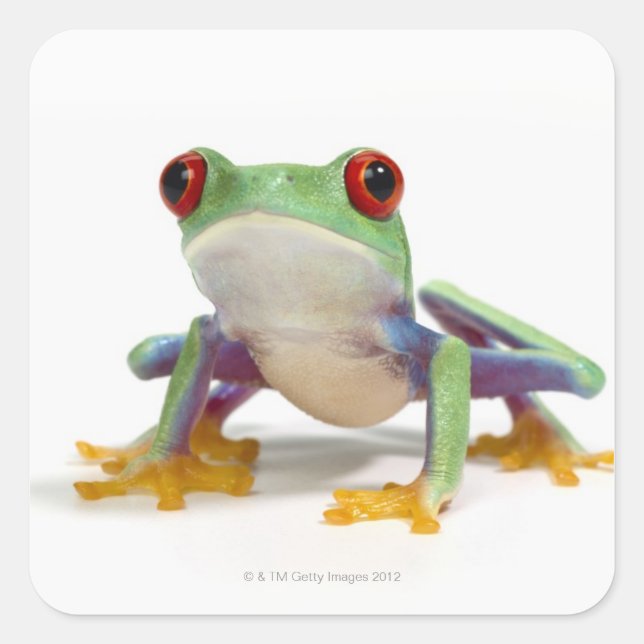 Pegatina Cuadrada Rana 2 (Anverso)