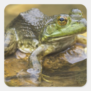 Pegatina Cuadrada Rana a lo largo del río Búfalo, Milla 126 en la