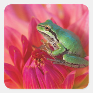 Pegatina Cuadrada Rana arbórea del Pacífico sobre flores en nuestro 