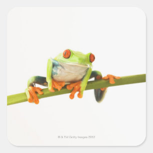 Pegatina Cuadrada Rana arbórea en el tallo