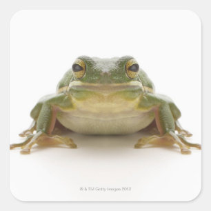 Pegatina Cuadrada Rana arbórea verde (Hylidae cinerea)