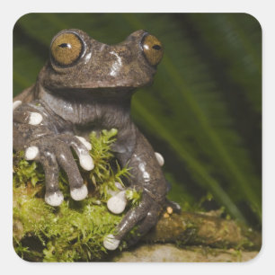 Pegatina Cuadrada Rana arborícola cautiva de Tapichalaca Hyloscirtus