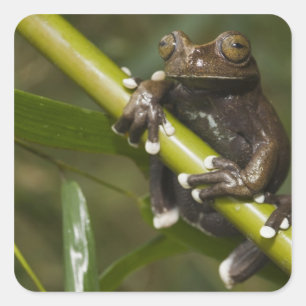 Pegatina Cuadrada Rana arborícola cautiva de Tapichalaca Hyloscirtus