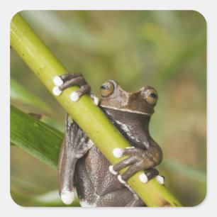 Pegatina Cuadrada Rana arborícola cautiva Tapichalaca Hyloscirtus