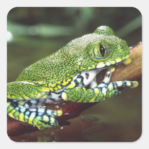 Pegatina Cuadrada Rana arborícola de ojos grandes, Leptopelis vermic