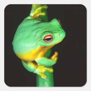Pegatina Cuadrada Rana arborícola de ojos rojos australiana, Litoria