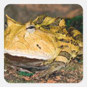 Pegatina Cuadrada Rana brasilera del cuerno, Ceratophrys cornuta, 3