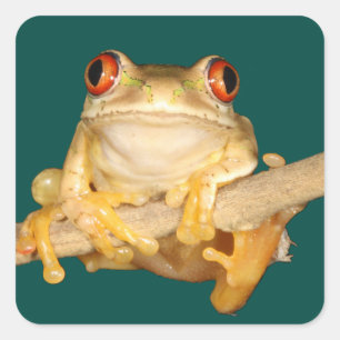 Pegatina Cuadrada Rana de árbol