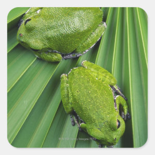 Pegatina Cuadrada Rana de árbol de ladrido (hyla gratiosa)