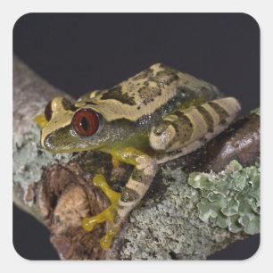 Pegatina Cuadrada Rana de árbol de ojo rojo africana, Leptopelis