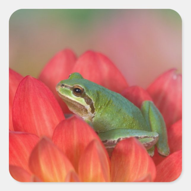 Pegatina Cuadrada Rana de árbol del Pacífico sobre flores en el jard (Anverso)